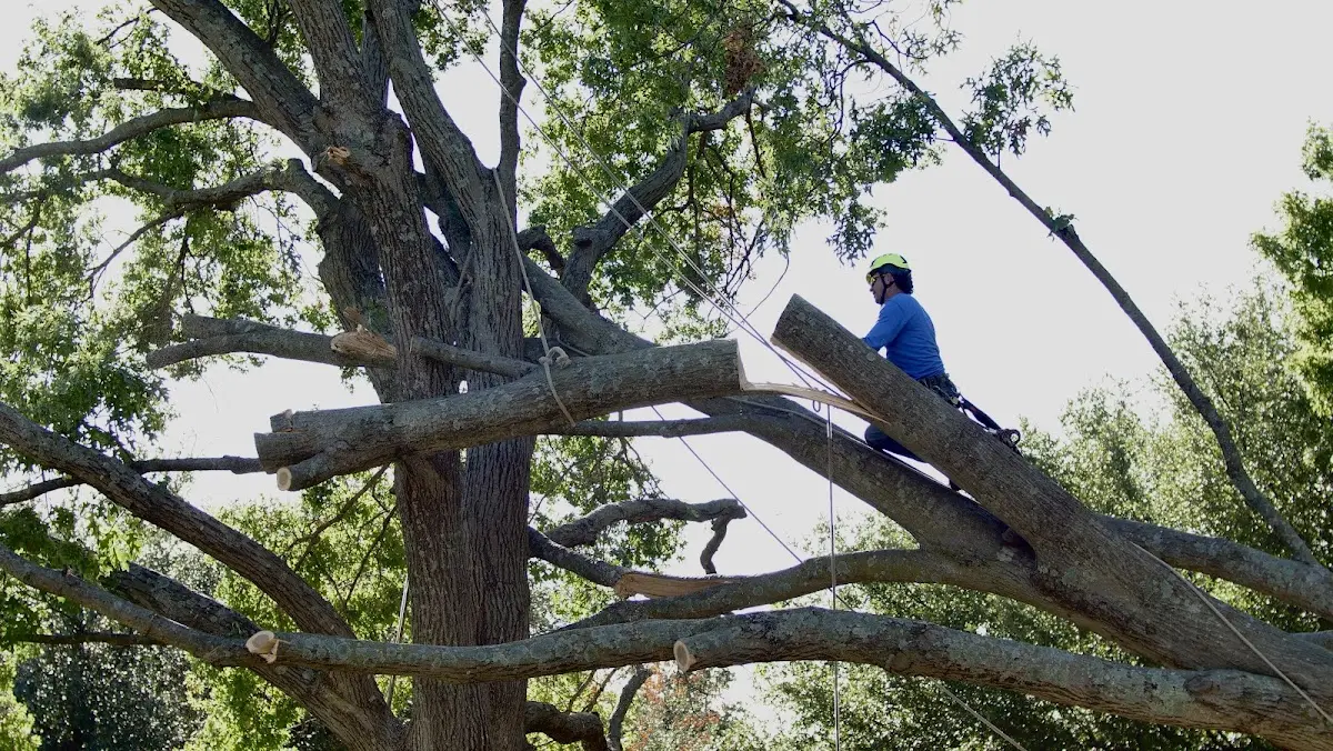 Professional Crown Thinning performed by certified arborists in Loami