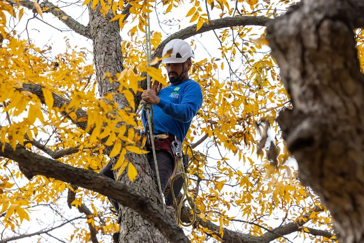 Skilled Tree Transplanting crew working in Loami